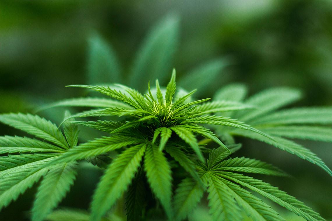 Cannabis Flower